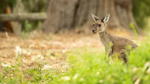 Pinnacles, Yanchep & Swan Valley
